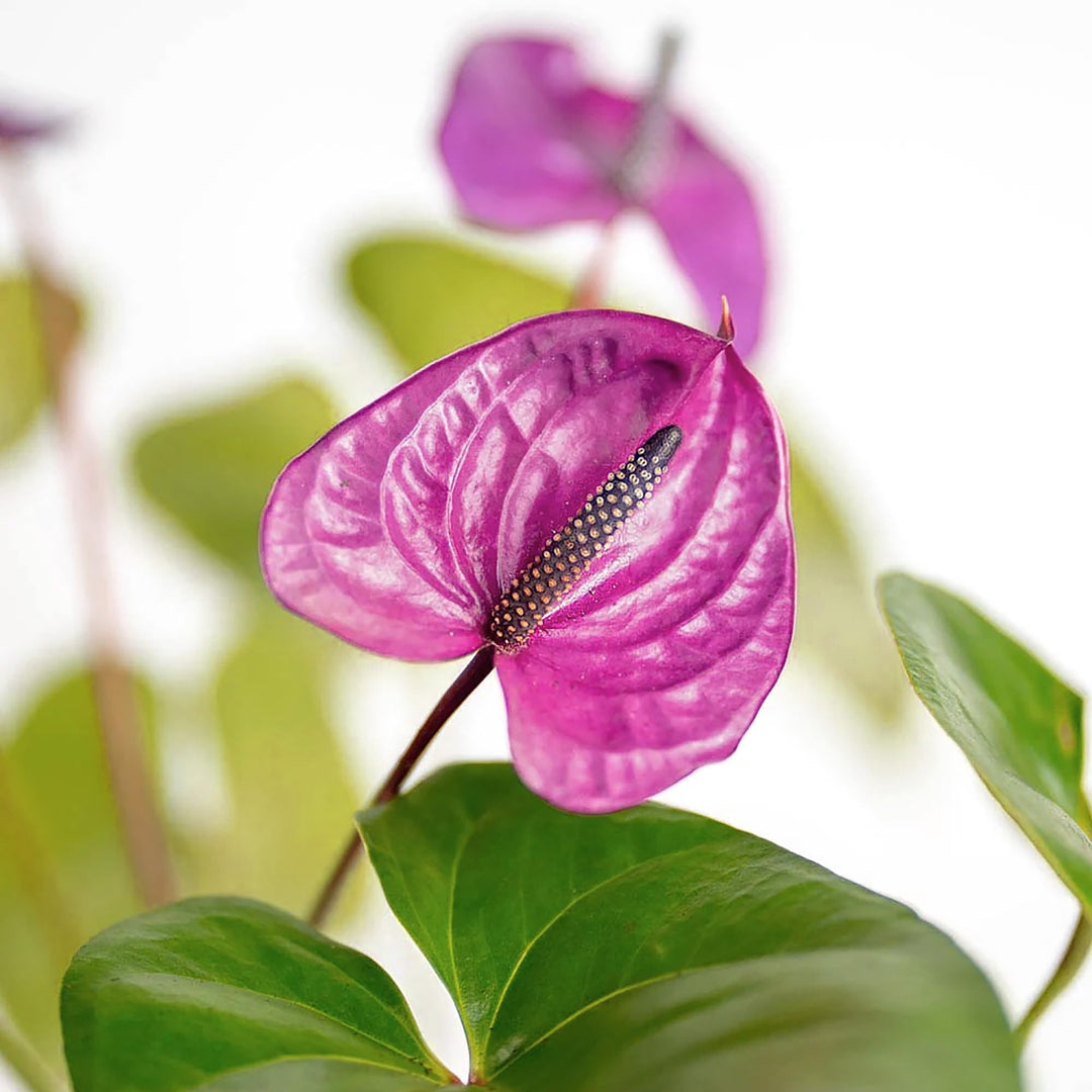 Anthurium Violet plantefrø til plantning 100 stk