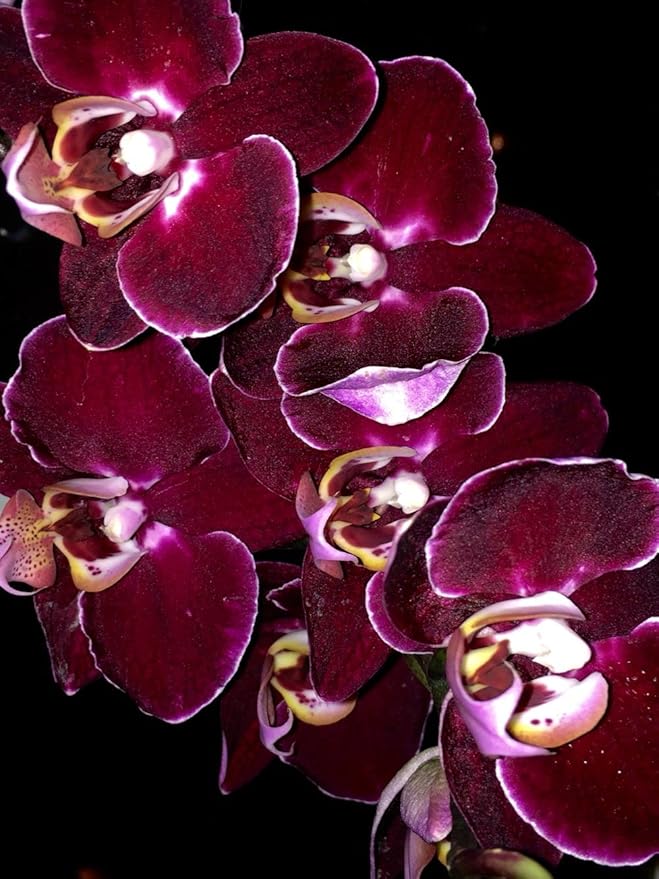 Heirloom Non-GMO Phalaenopsis Orchid Flower Seeds | Rare Maroon Blooms for Indoor Gardens