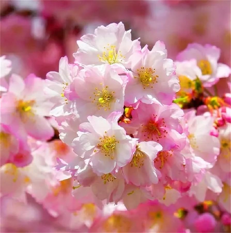 Usa Heirloom Organic Autumn Flowering Cherry Tree Flower Seeds Home Garden Planting, Decorative