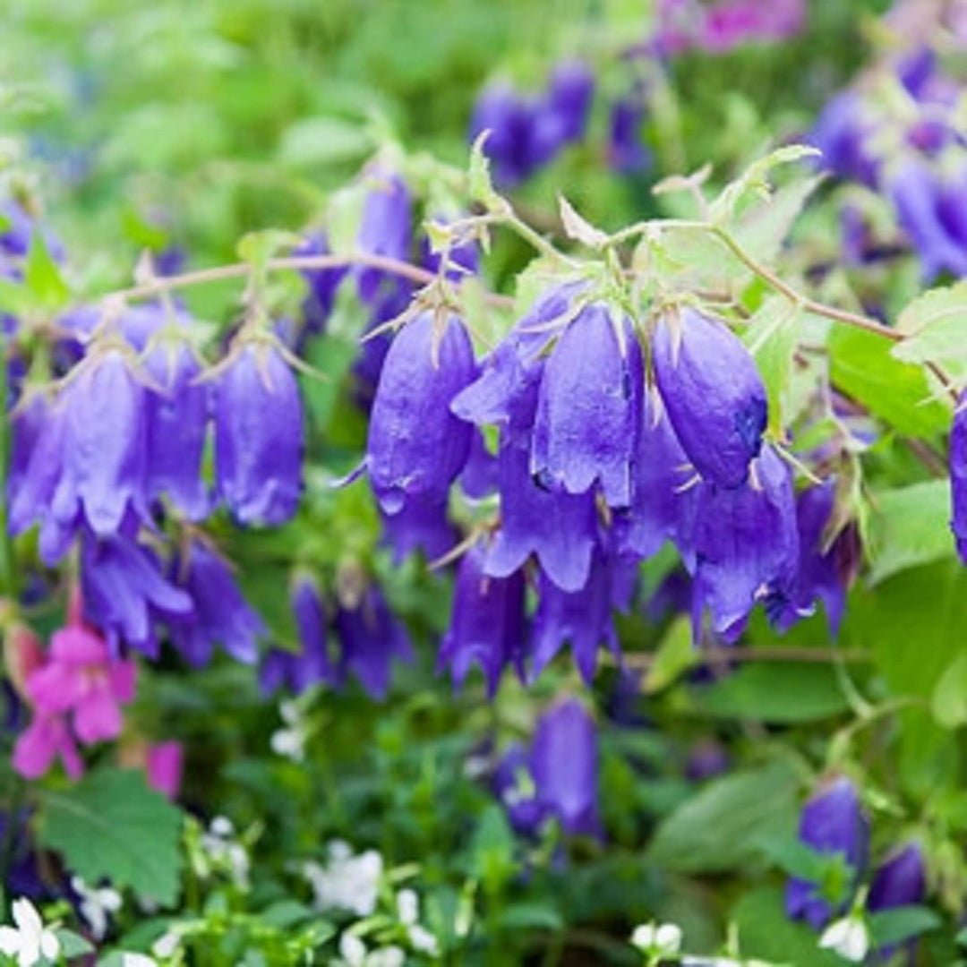 bellflower for flower seeds