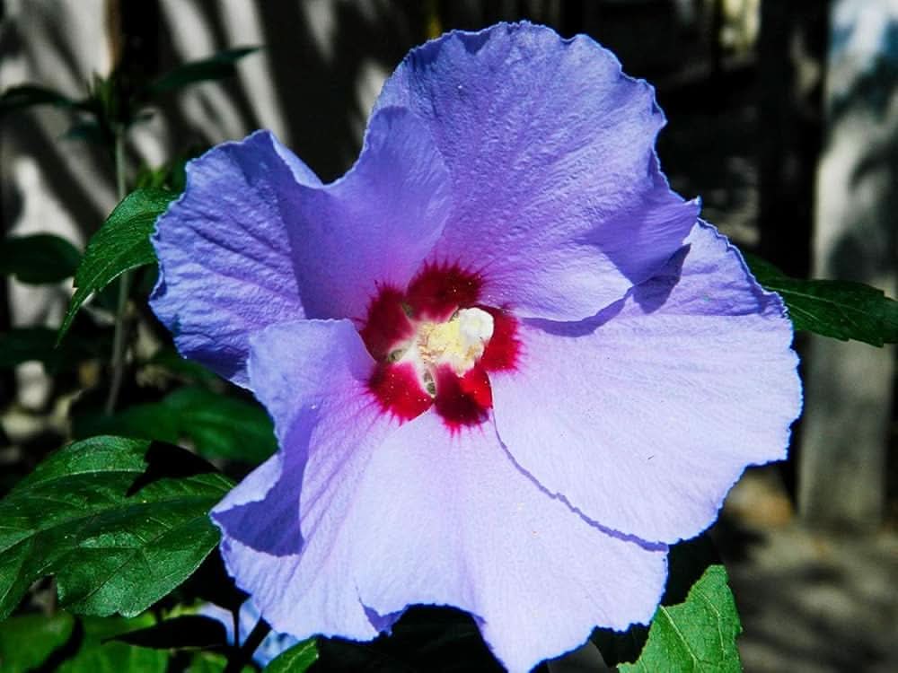 blue silver flower seeds