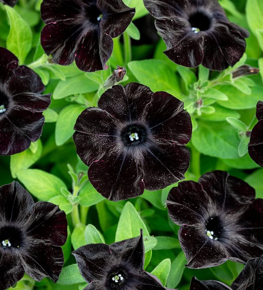 black velvet flower seeds