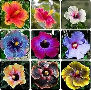 giant hibiscus flower seeds
