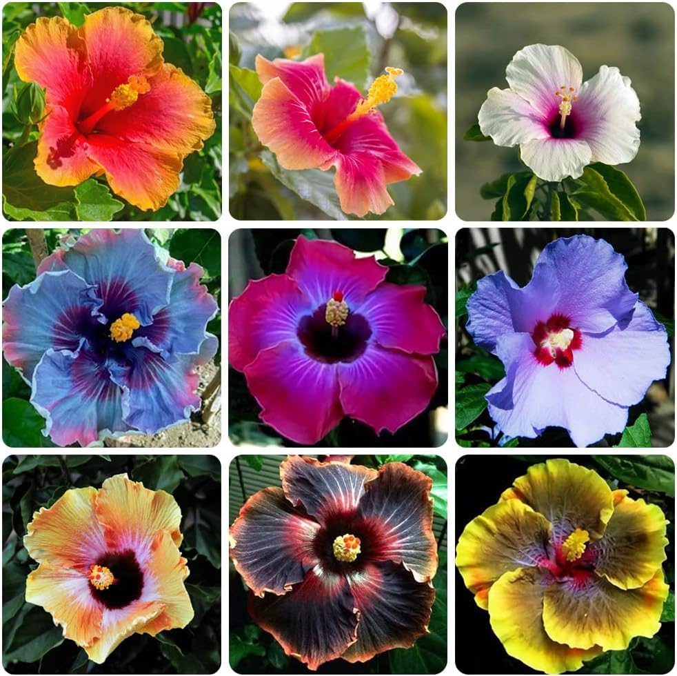 Multi-Colored Hibiscus Flower Seeds for Planting – Heirloom, Non-GMO, High Germination Organic Garden Seeds