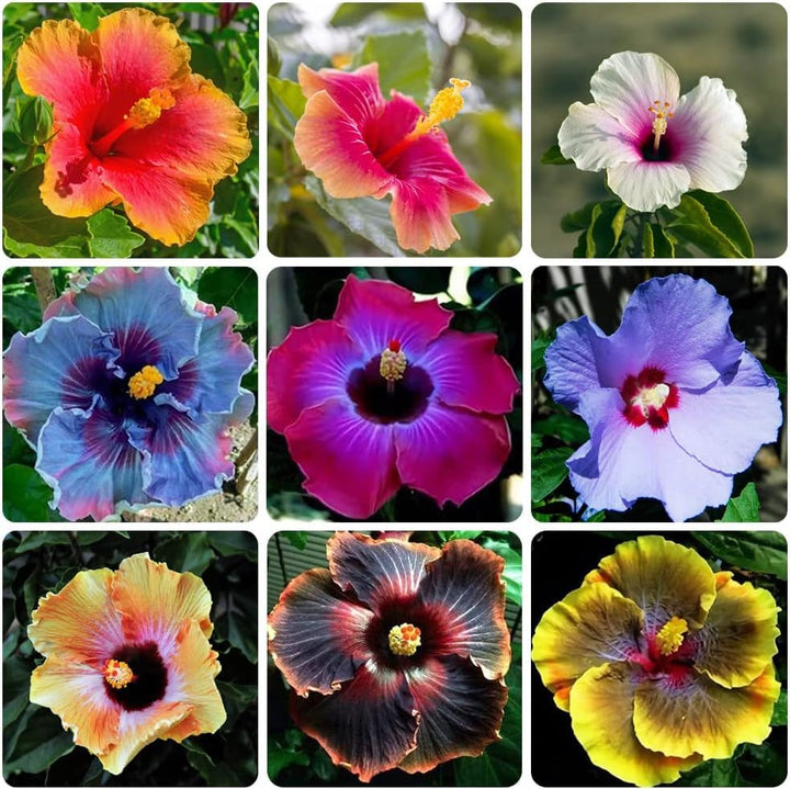 Multi-Colored Hibiscus Flower Seeds for Planting – Heirloom, Non-GMO, High Germination Organic Garden Seeds