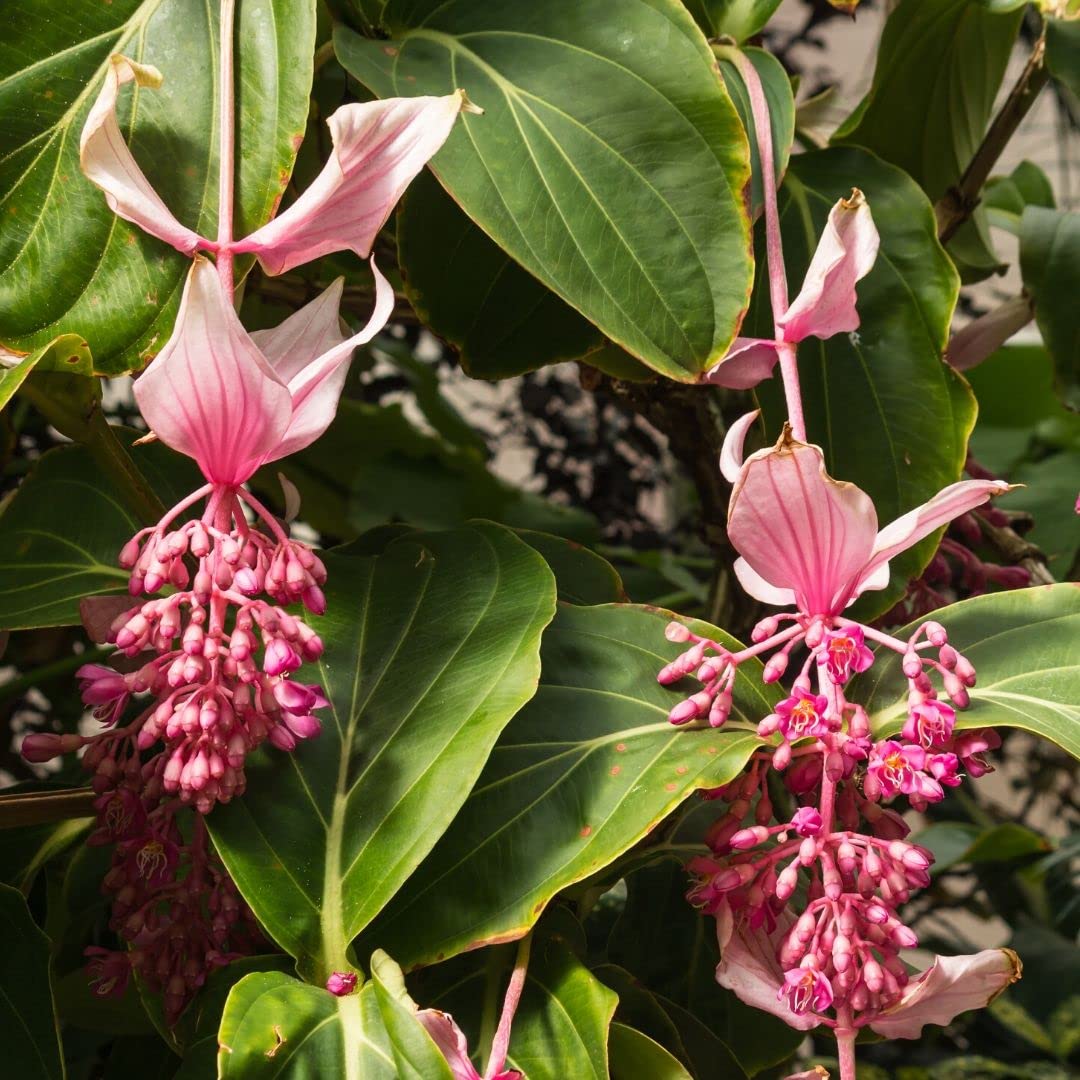 pink medinilla flower seeds