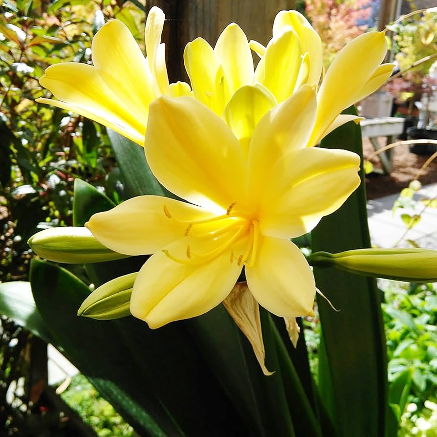 clivia flower flower seeds