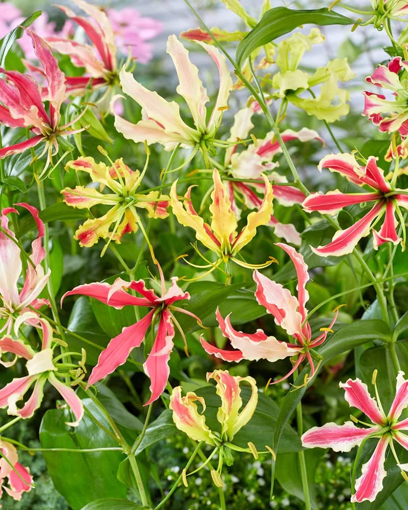garland flame flower seeds