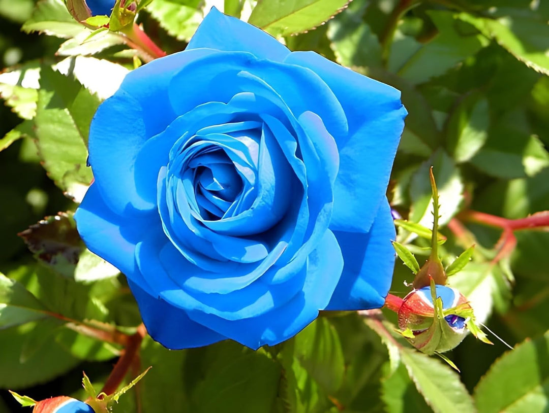 blue climbing flower seeds
