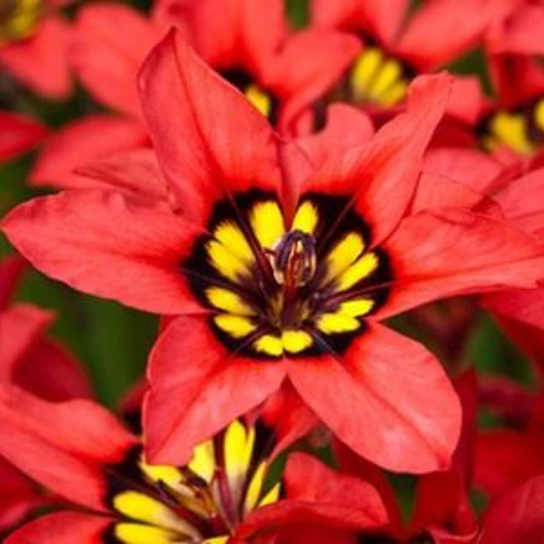 Heirloom Non-GMO Harlequin Flower Seeds for Planting – Colorful Ornamental Garden Blooms, High Germination