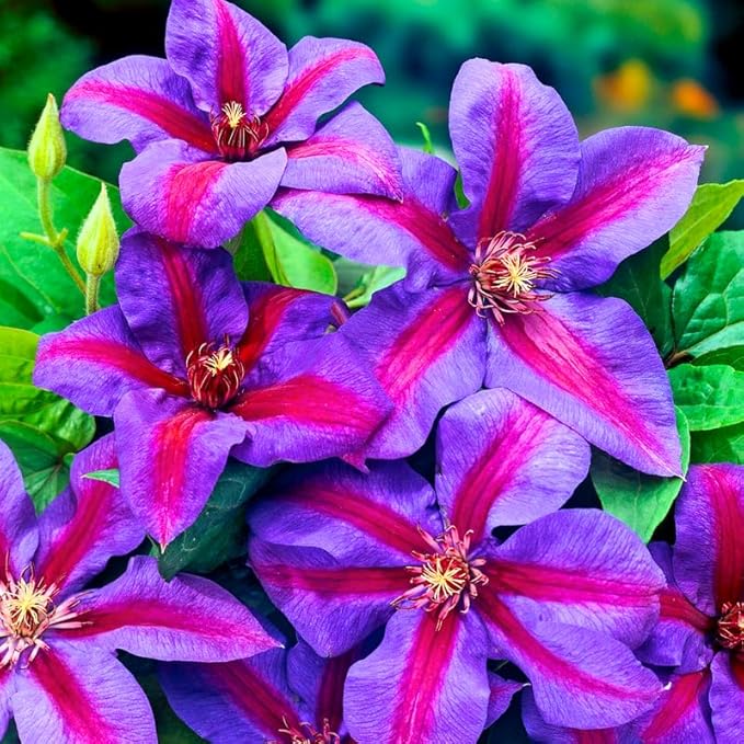 Heirloom Non-GMO Pink Violet Clematis Flower Seeds – High Germination Organic Garden Seeds for Planting Climbing Blooms