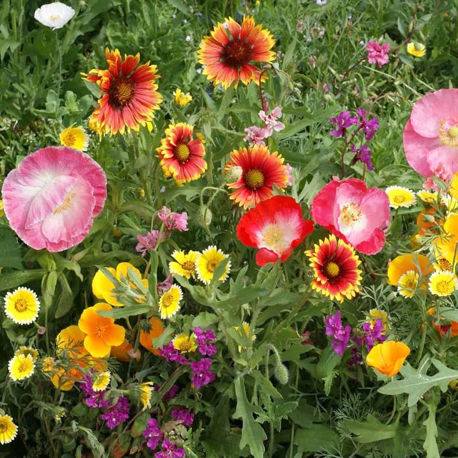 southwest wildflower flower seeds