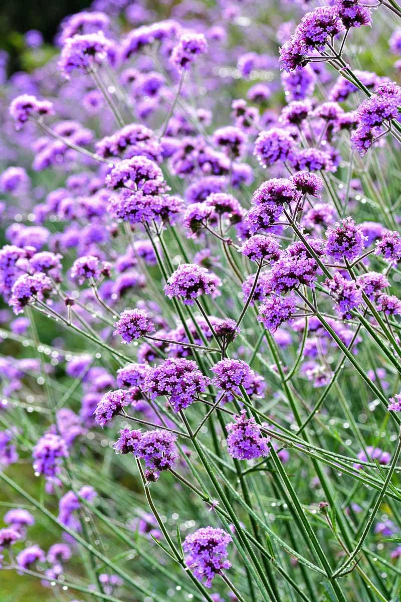 blue vervain flower seeds
