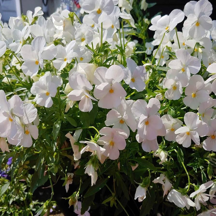 white cool flower seeds