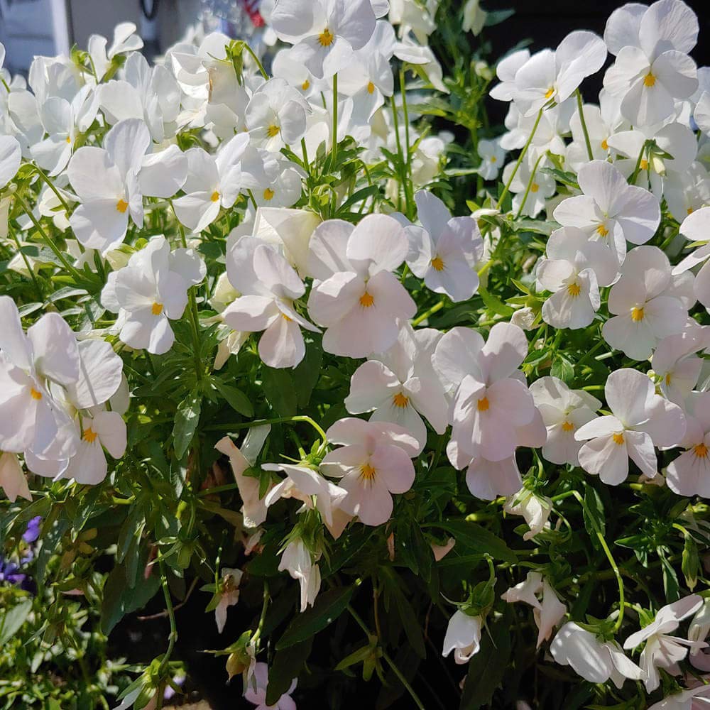 white viola flower seeds