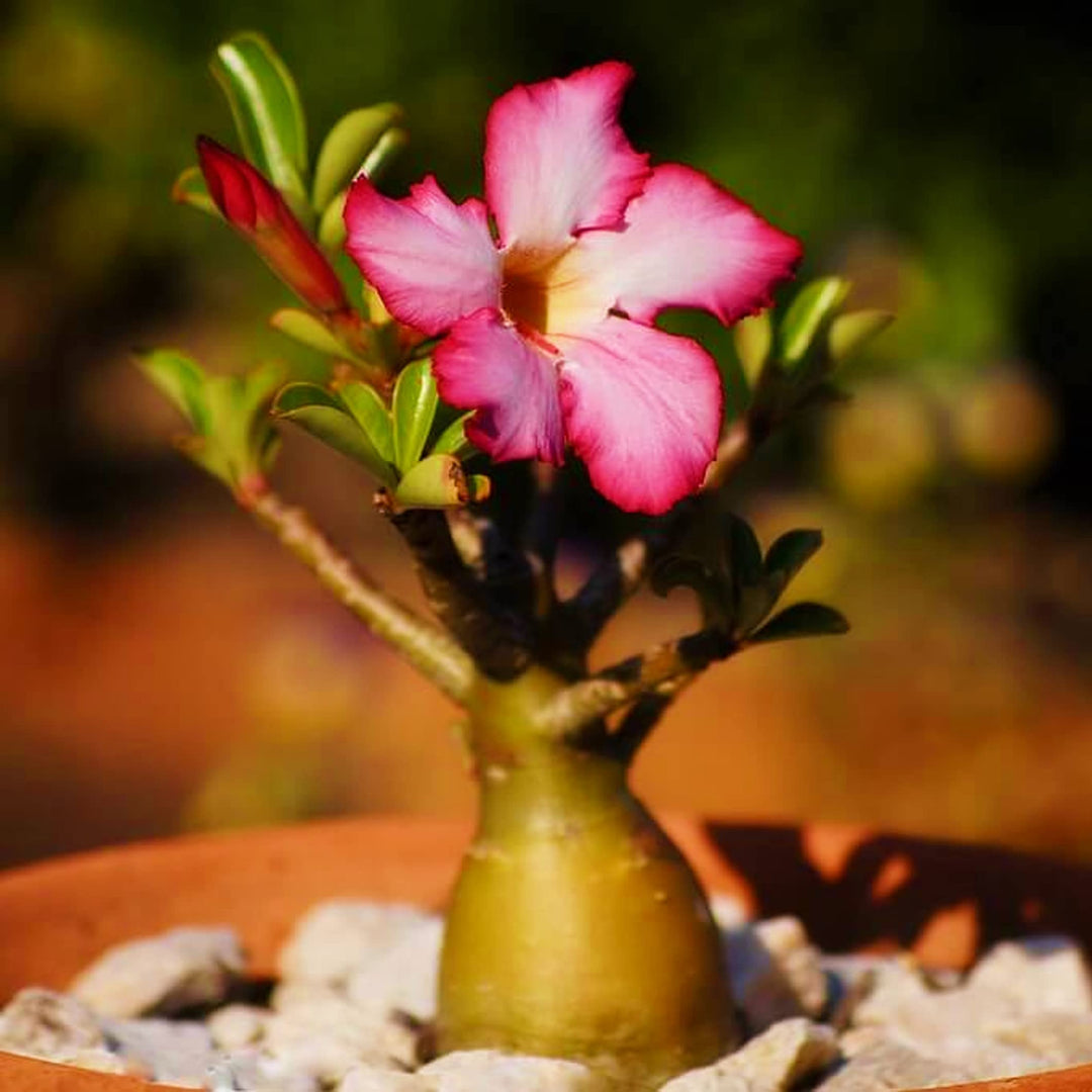desert rose propagation seed Pink Karat Desert Rose For Planting Adenium Flower Heirloom Non Gmo Flower Seeds for – Neeraseeds