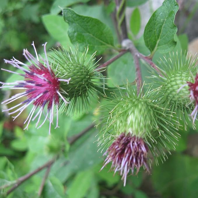 Arctium Lappa Flower Seeds for Planting, Heirloom, Non-GMO, 100 pcs