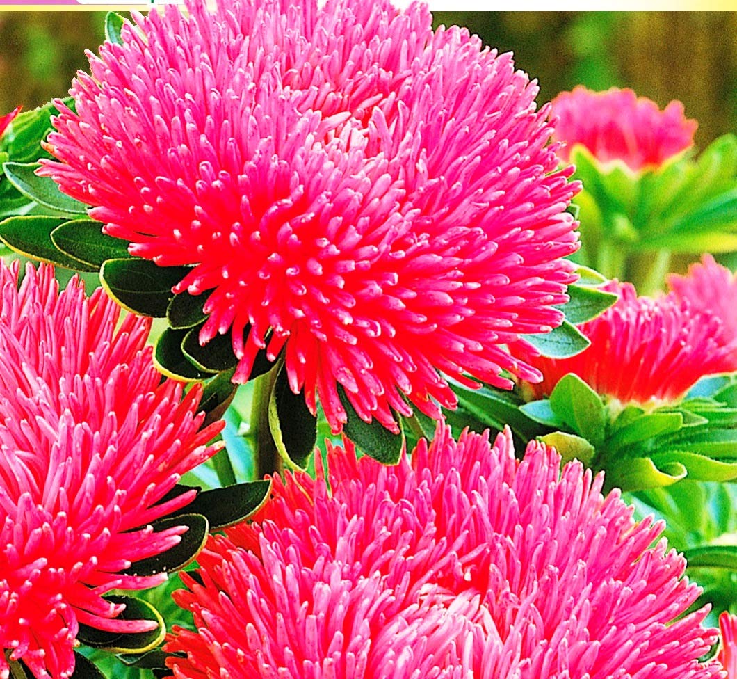 Aster Flower Seeds for Planting ,Heirloom Seeds -100 pcs