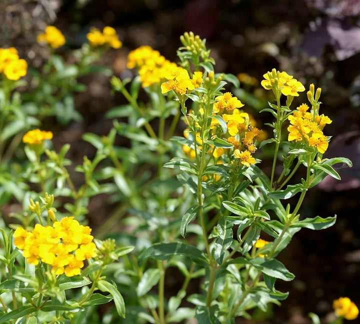 Heirloom Non-GMO Tagetes Lucida Flower Seeds for Planting – Fragrant &amp; Medicinal Organic Garden Seeds