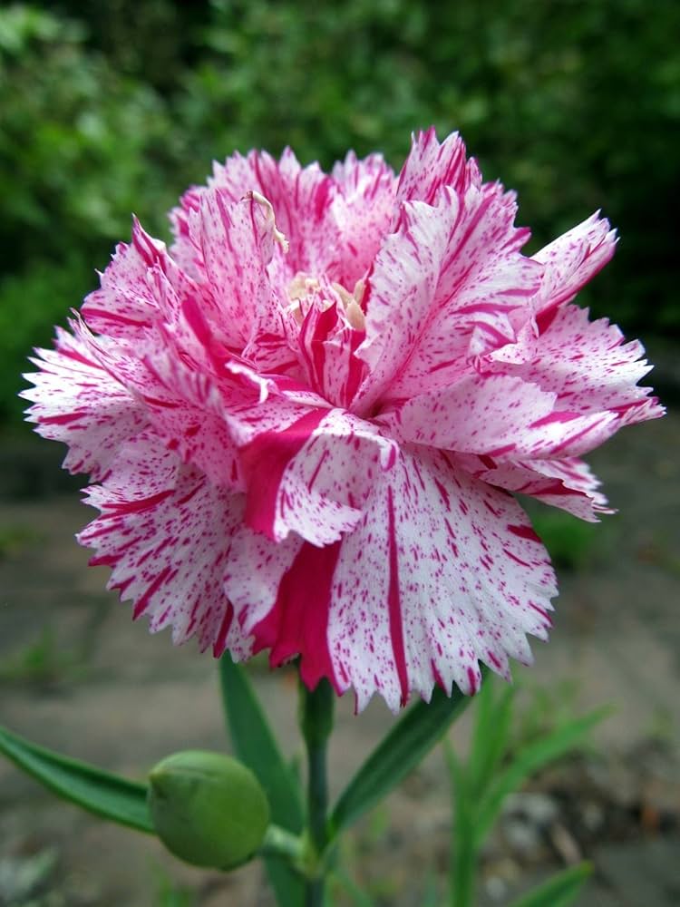 carnation dianthus flower seeds