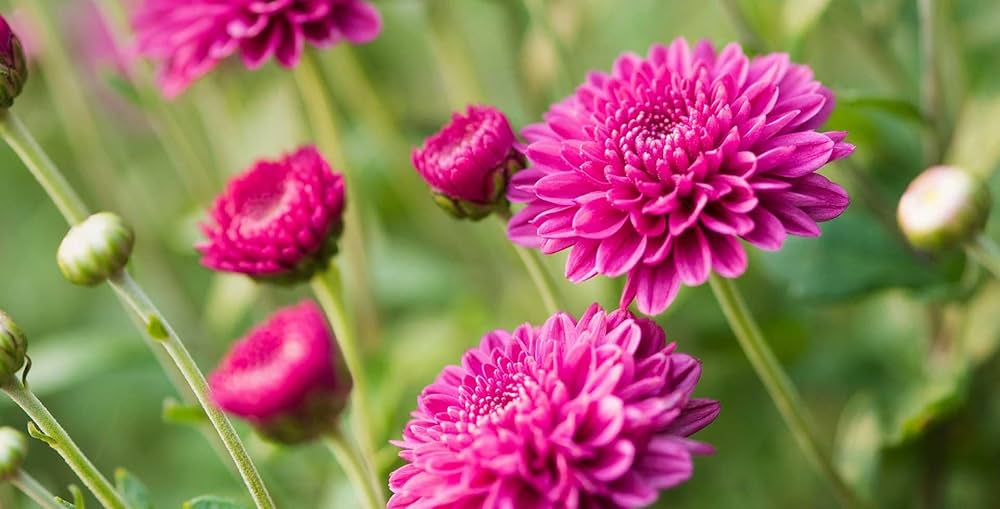 blue purple flower seeds