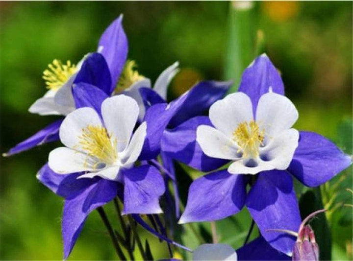 Heirloom Non-GMO Sky Blue Columbine Flower Seeds for Planting – Elegant Perennial Garden Seeds