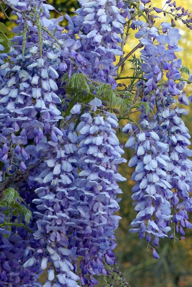Heirloom Blue Wisteria Seeds – Non-GMO Flower Seeds for Planting | High Germination Organic Garden Blooms