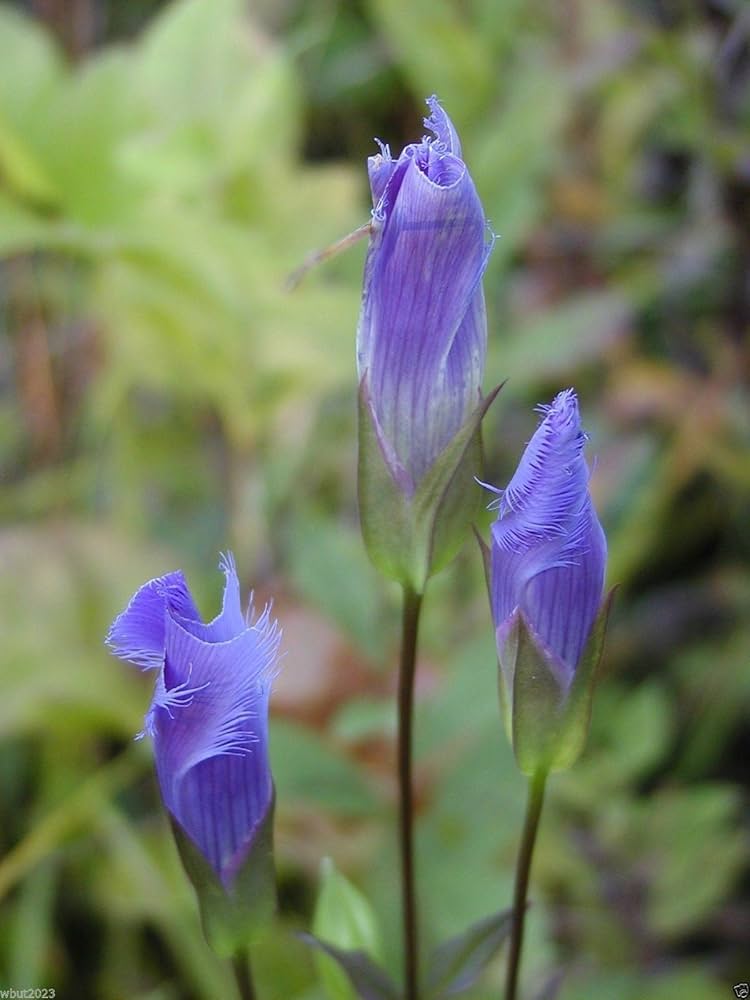 Blå hvide ensian blomsterfrø til udplantning - 100 stk