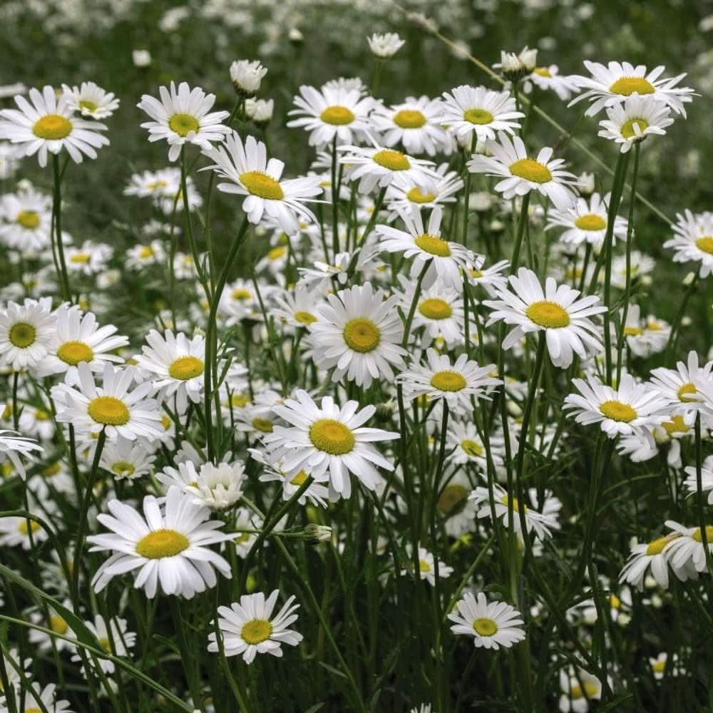 ox daisy flower seeds