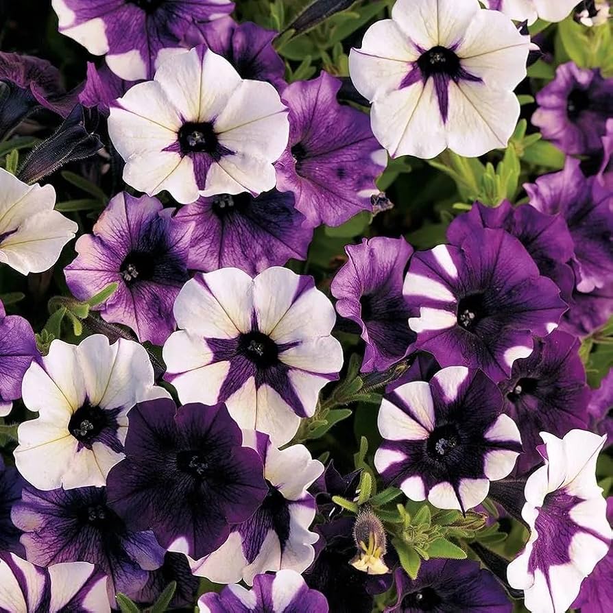 black heirloom flower seeds