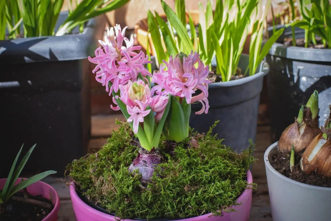 pink light flower seeds
