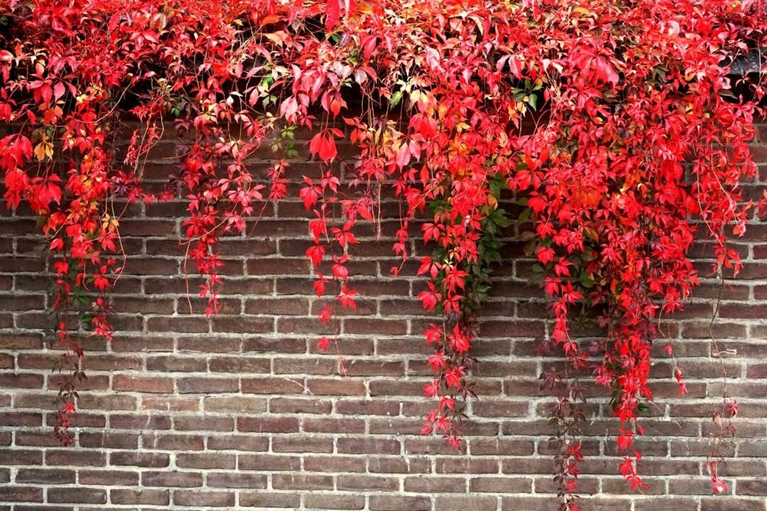 red boston flower seeds