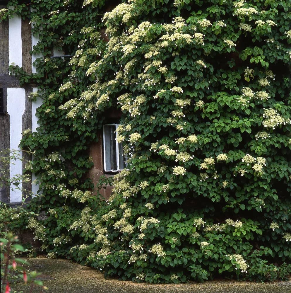 climbing hydrangea flower seeds