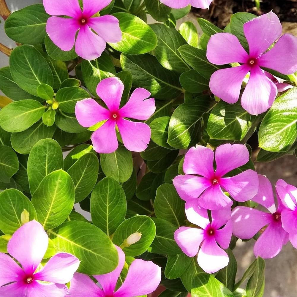 Pink Vinca blomsterfrø til plantning 100 stk