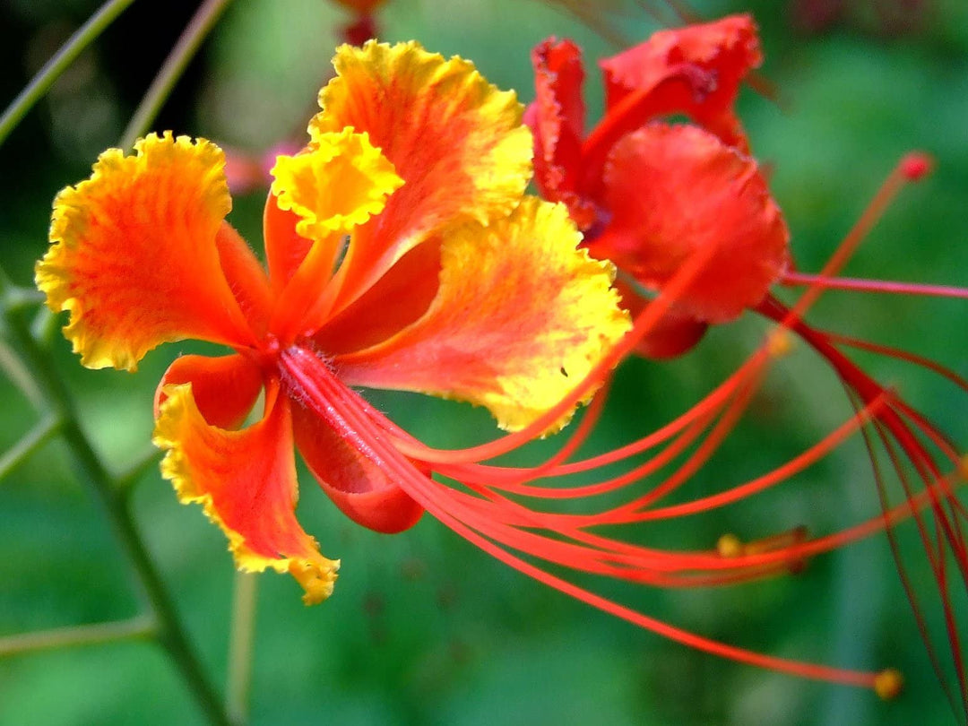 red bird flower seeds