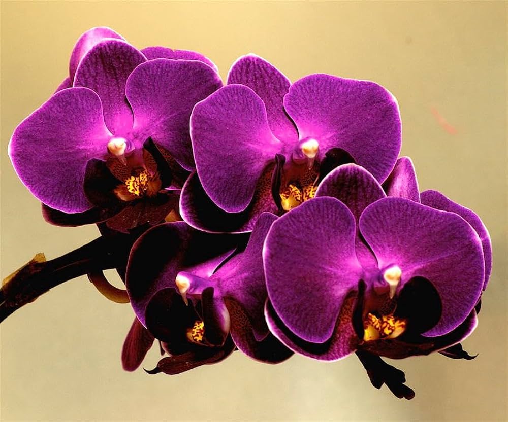 purple butterfly flower seeds