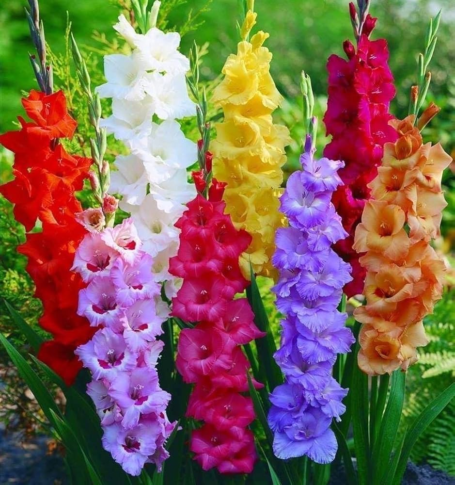 gladiolus gladiolus flower seeds