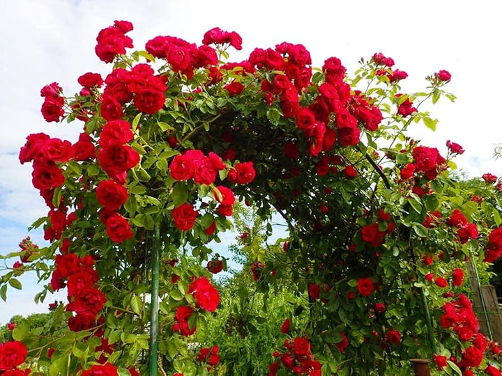 Red Climbing Roses Flower Seeds for Planting - 100 pcs