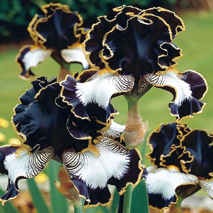 iris rare flower seeds