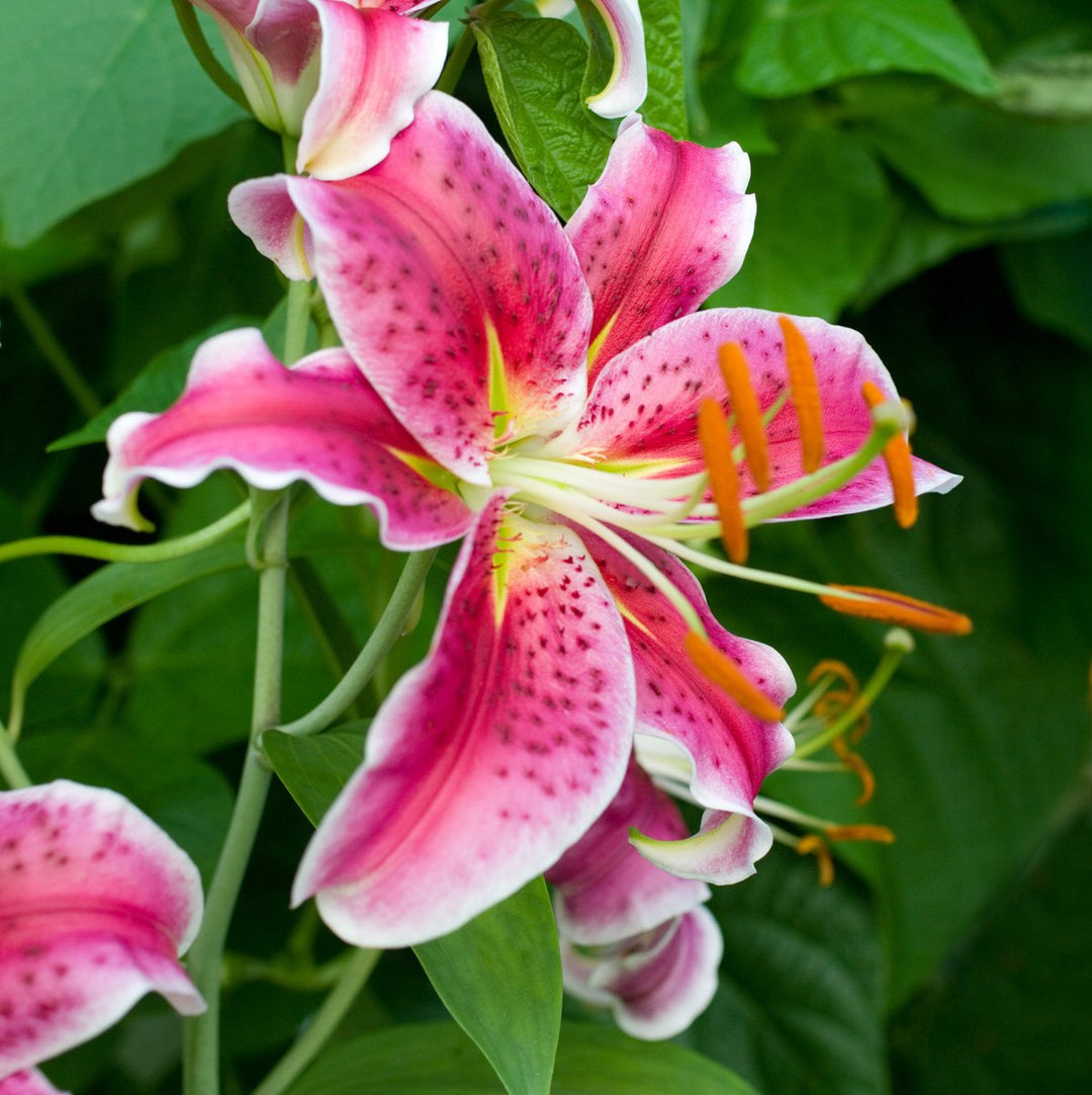michigan garden seeds Michigan Lily Lilium Michiganense For Planting In Wildflower Garden Flower Seeds for – Neeraseeds