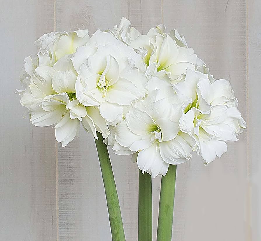 Marde Ross Marquise Amaryllis Double White Flower Seeds for planting