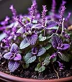 Lavender Catnip Plant Seeds for Planting- Aromatic and Pet-Friendly Gardens