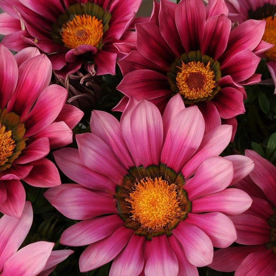 Pink Gazania Rigens Flower Seeds for Planting - 100 pcs