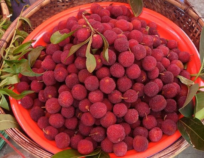 Myrica Rubra Chinese Bayberry Fruit Seeds for Planting - Growing Beautiful and Fragrant Fruit Trees