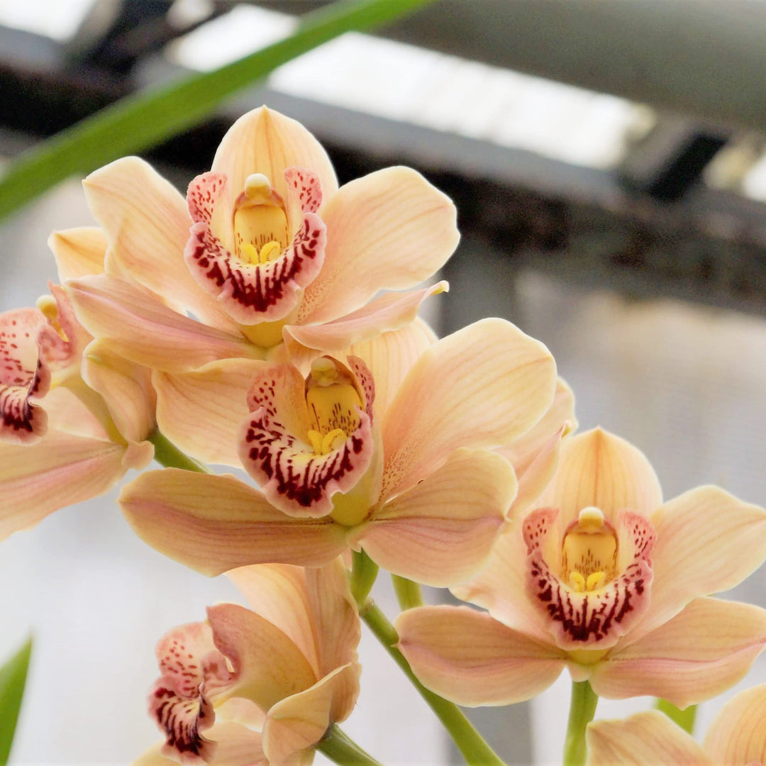 Orange Cymbidium Orchid Blomsterfrø til udplantning - 100 stk