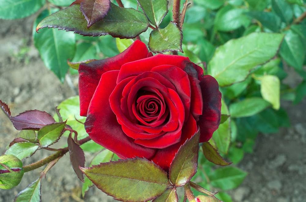 red desert flower seeds