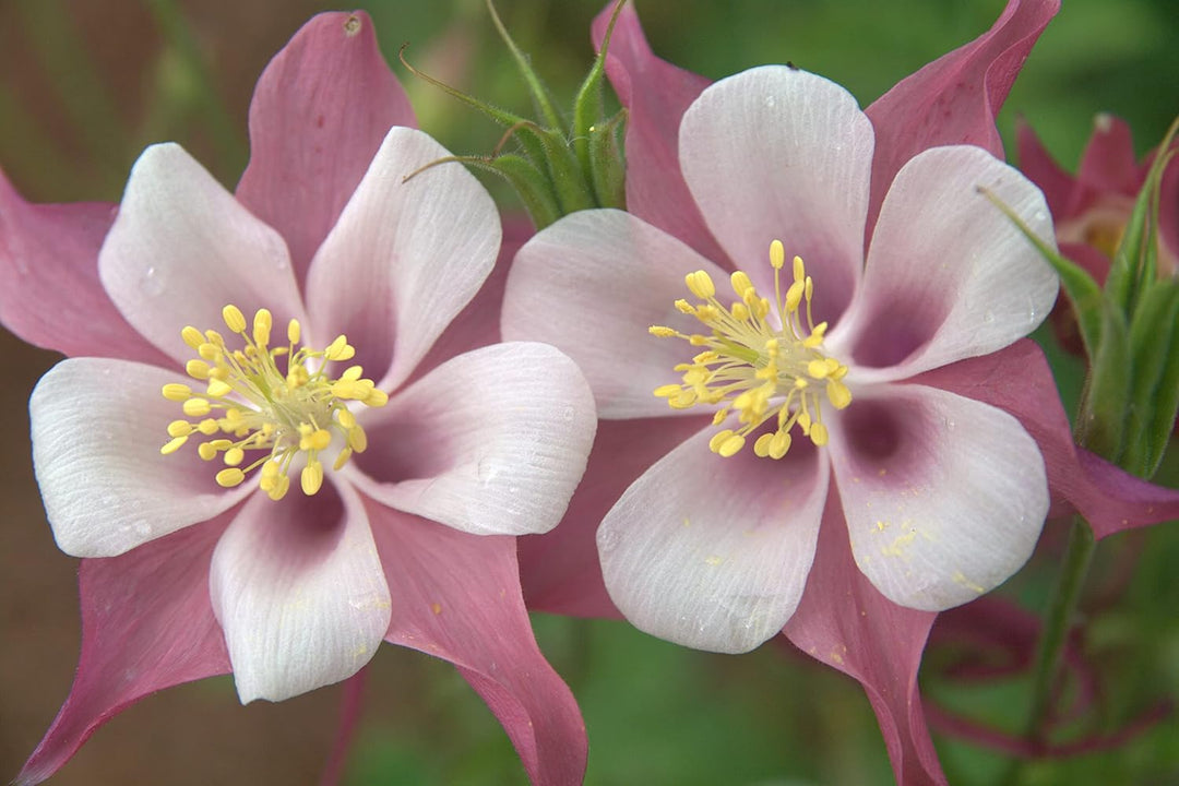 white pink flower seeds
