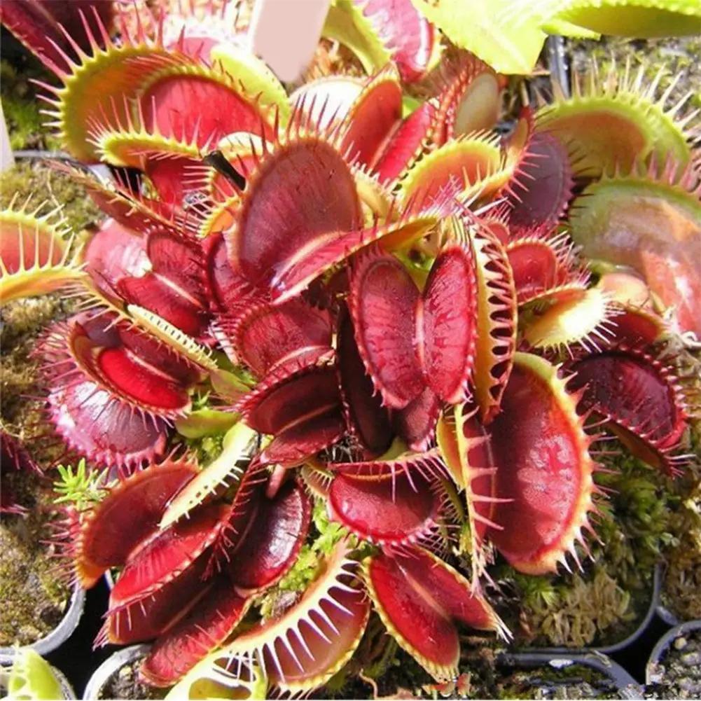 red catching flower seeds