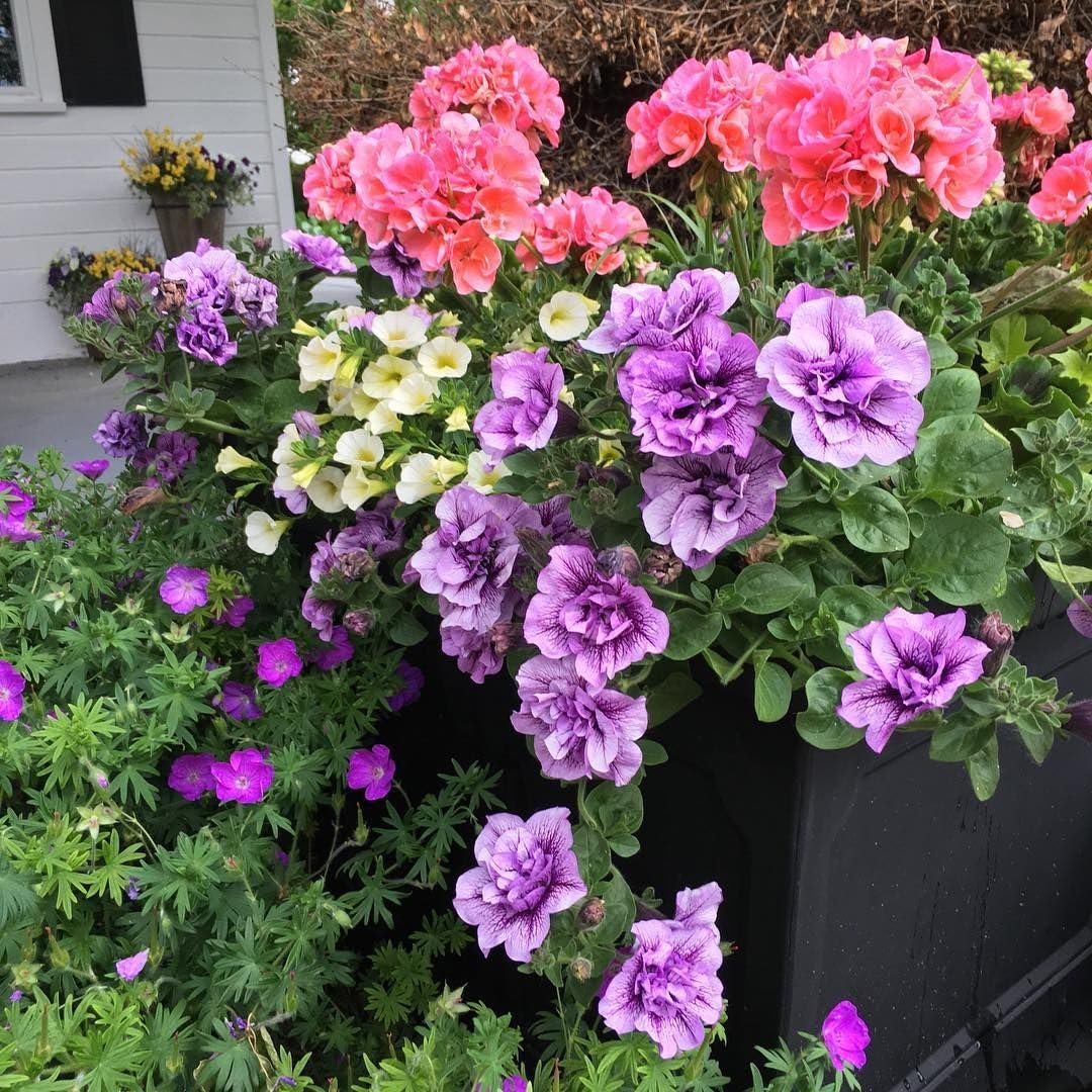 purple petunia flower seeds