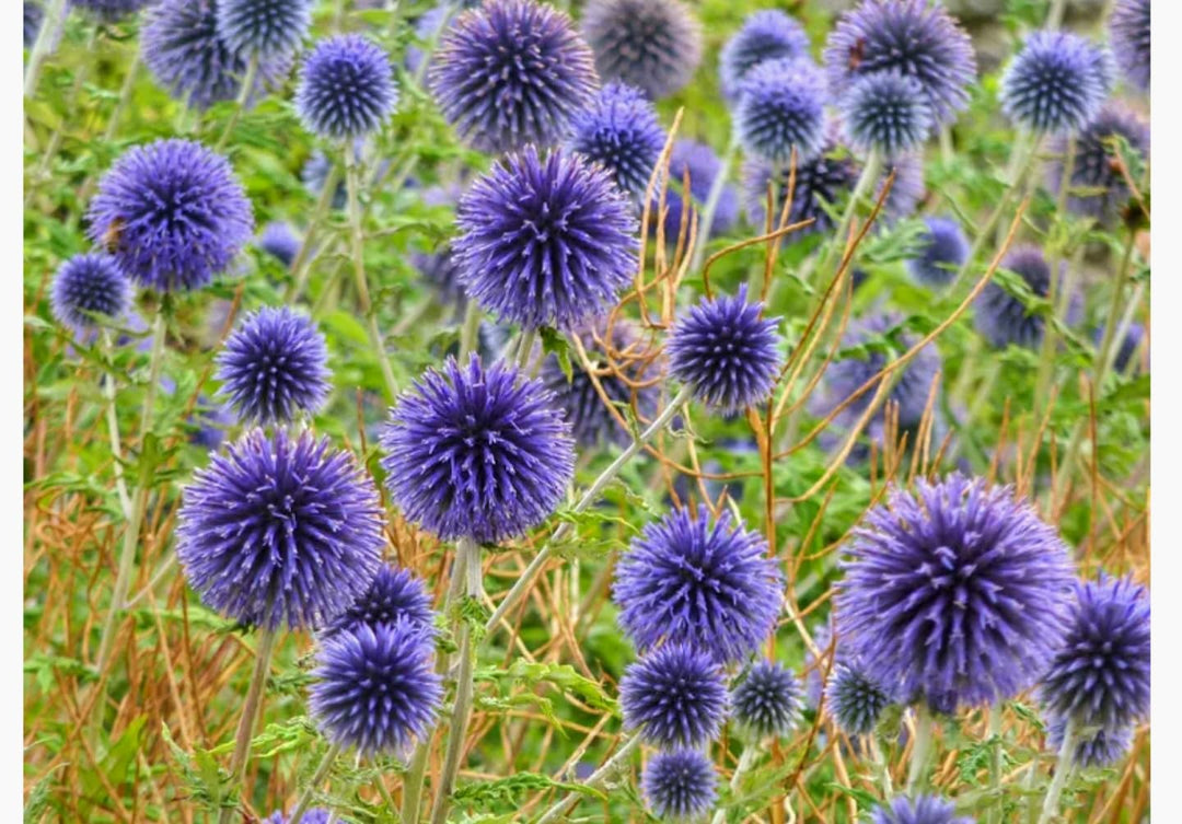 Blue Echinops Ritro Plant Seeds for Planting - 100 pcs